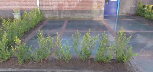 Tuinrenovatie door hovenier